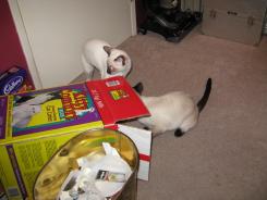 more kittens